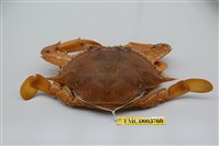 藏品(遠海梭子蟹)的圖片